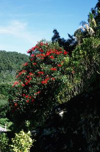 Southern Rata